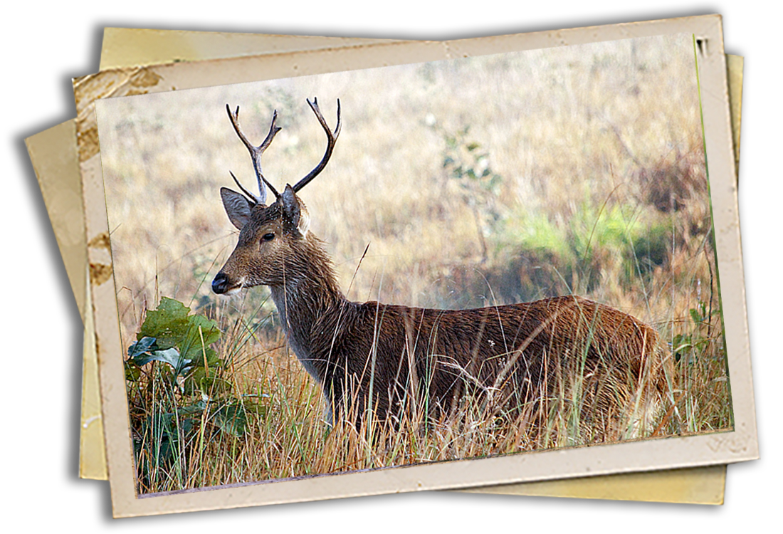 Barasingha - Antler Chandeliers And Furniture By Crystal Farm