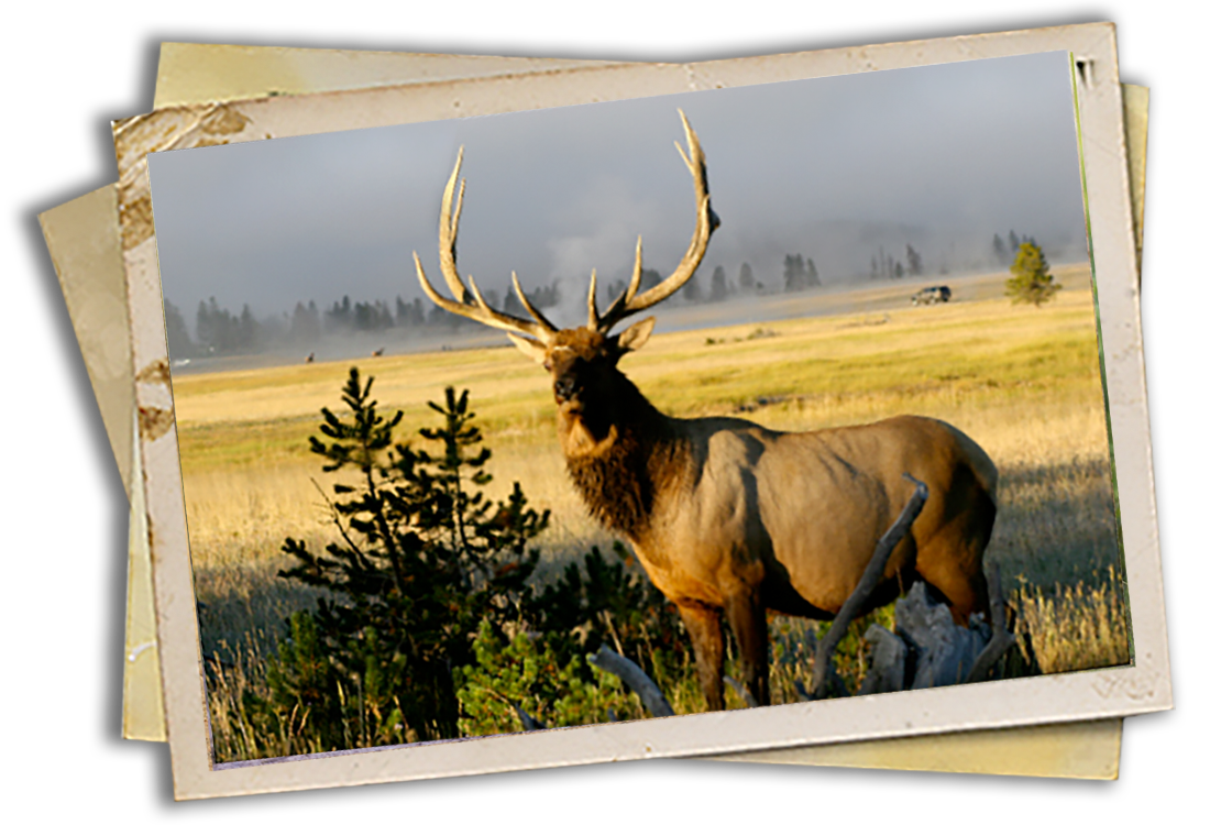 Elk Antler Chandeliers and Furniture by Crystal Farm